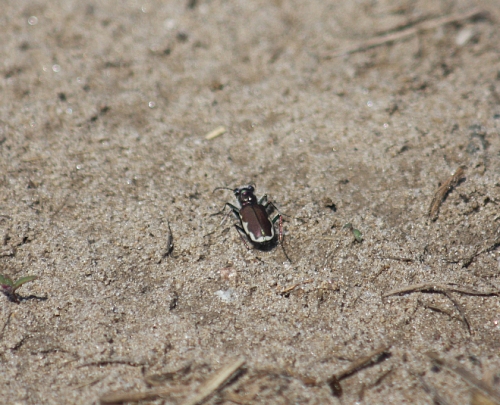 Festive Tiger Beetle (Cicindela scutellaris lecontei)